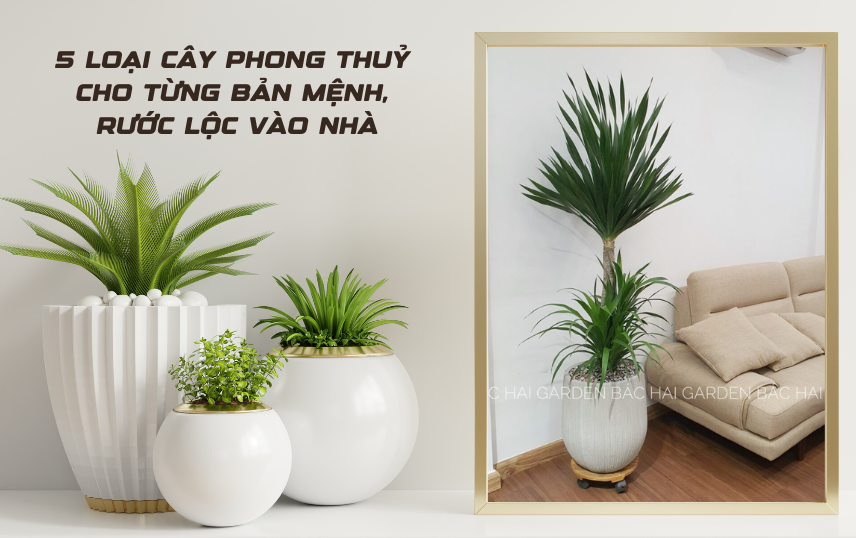 cay-phong-thuy-cho-tung-ban-menh